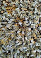 Бджолопакети та бджолині матки... оголошення Bazarok.ua