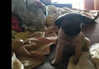 Продается щенок мопса девочка 1,5 месяцев... Оголошення Bazarok.ua