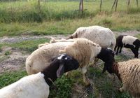 Продам вівці млодняк та дорослі... Оголошення Bazarok.ua