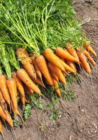 Продам моркву молоду... Оголошення Bazarok.ua
