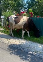 Продам корову... оголошення Bazarok.ua