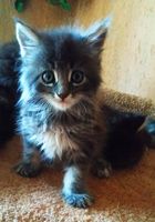 МЕЙН-КУН симпатичні кошенята... оголошення Bazarok.ua
