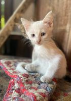 Білий котик та сіра кішечка 2,5 міс.... оголошення Bazarok.ua