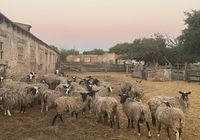 Продам овець романівської породи... оголошення Bazarok.ua