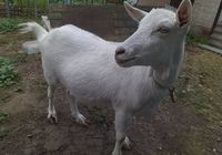 Продам молодую козу.... оголошення Bazarok.ua