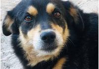Чудовий Баксік шукає сімʼю, ТЕРМІНОВО... оголошення Bazarok.ua