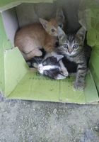 Бесплатно отдам котят нашли их возле мусорки... Объявления Bazarok.ua