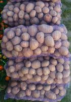 Продам велику картоплю... Объявления Bazarok.ua