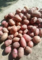 Продаю картоплю різносортову велику середнього розміру.... Оголошення Bazarok.ua