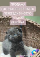 Шотландские котята... оголошення Bazarok.ua