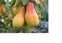 Продам саженцы высокоурожайных сортов груш, персиков, абрикосов и... Оголошення Bazarok.ua