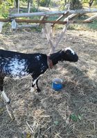 Продам англо нубійську козу... Оголошення Bazarok.ua