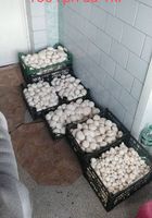 Продаю гриби шампіньйони власного виробництва без ГМО. Вартість за... Объявления Bazarok.ua