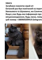 Загубився сірий кіт... Объявления Bazarok.ua