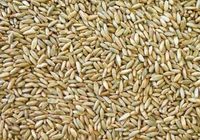 Продам жито ( органічне ). Посівне та товарне, сорта... Оголошення Bazarok.ua
