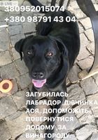 Загубилась собака лабрадор... Оголошення Bazarok.ua