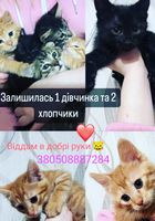 Кошенята 🐱🐱🐱... Оголошення Bazarok.ua