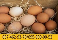 Яйця курячі від виробника... Оголошення Bazarok.ua
