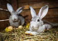 Продам кролик,в ниличие 15 кроликов... Оголошення Bazarok.ua
