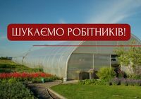 Шукаємо працівників на розсадник рослин... Оголошення Bazarok.ua