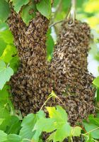 Пчелиные рои (майские).... Объявления Bazarok.ua