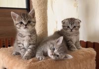 Котики шукають собі люблячу родину... Оголошення Bazarok.ua