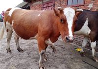 Продам тільну корову, теля буде в листопаді,за деталями... Оголошення Bazarok.ua